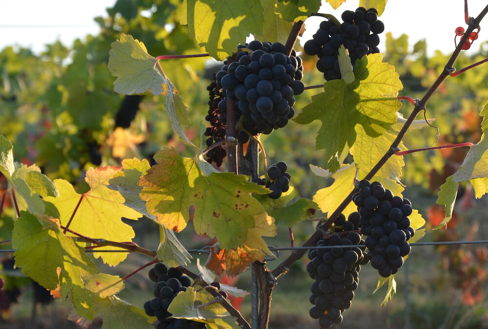 Photos des vendanges 2019