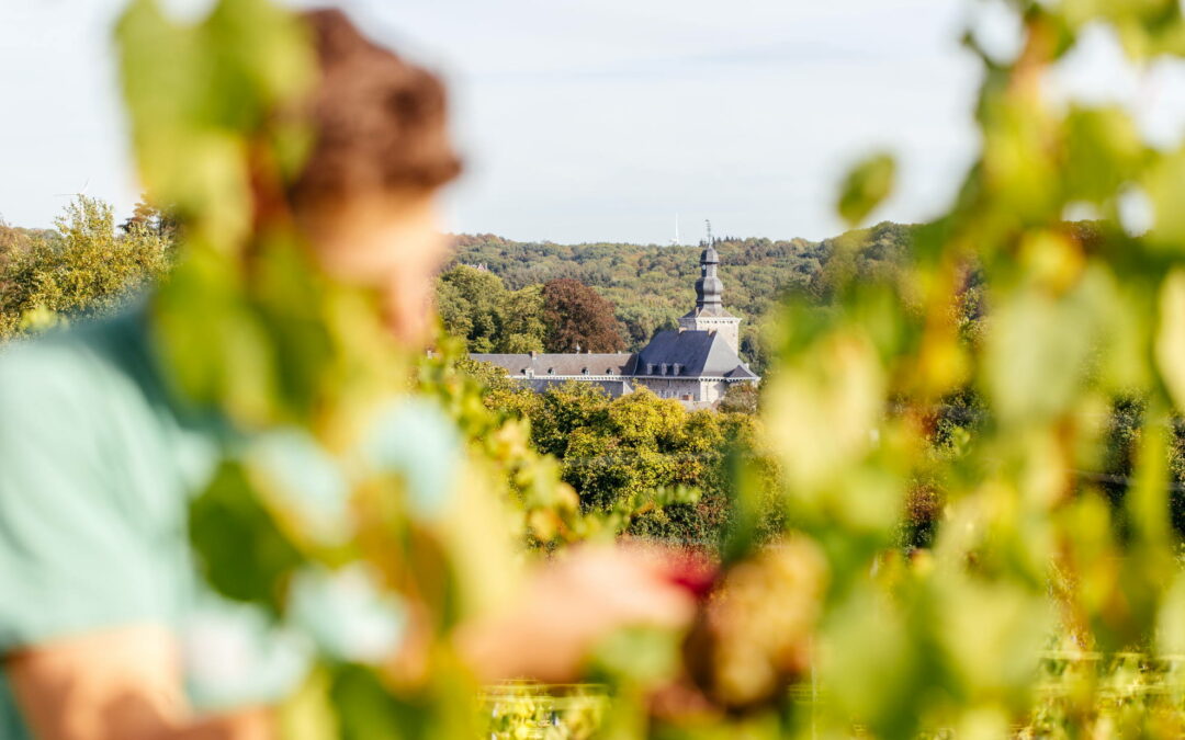 Photos des vendanges 2018